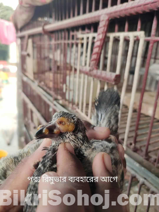 কবুতরের পক্সের জন্য পক্স রিমুভার